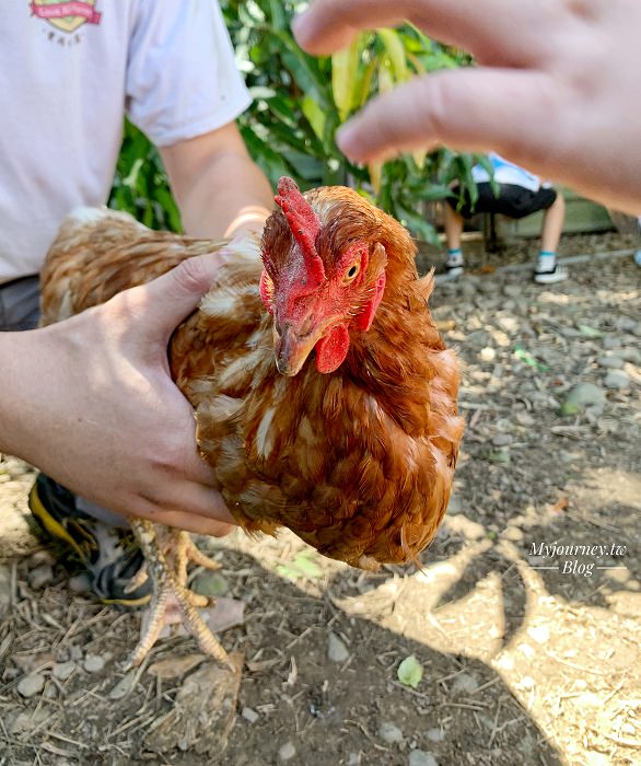 2025桃園親子景點推薦│30個最新必玩景點、孩子最愛動物農場