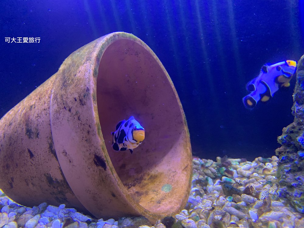 宜蘭景點》金車生技水產養殖研發中心，門票200元，室內遊戲室、餵鯊魚，迷你水族館