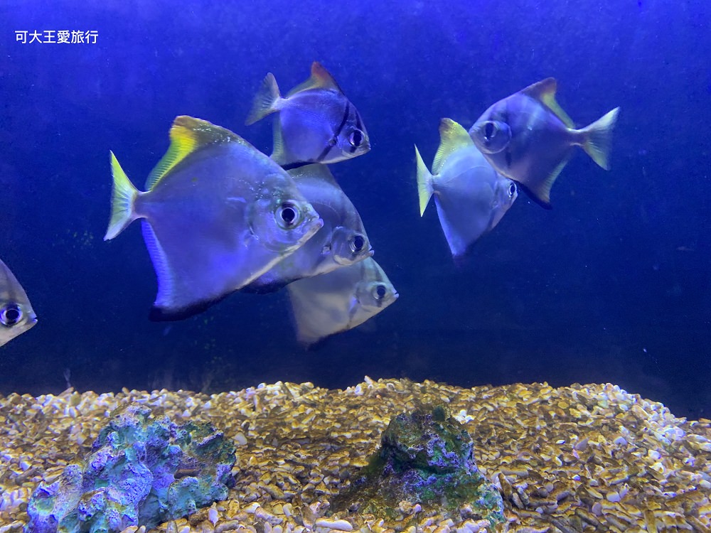宜蘭景點》金車生技水產養殖研發中心，門票200元，室內遊戲室、餵鯊魚，迷你水族館