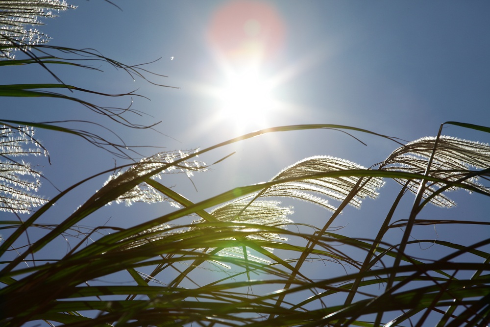 陽明山夢幻湖步道│國家級濕地秘境,新手步道親子友善 - 第11張圖