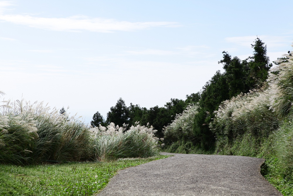 陽明山夢幻湖步道│國家級濕地秘境,新手步道親子友善 - 第18張圖