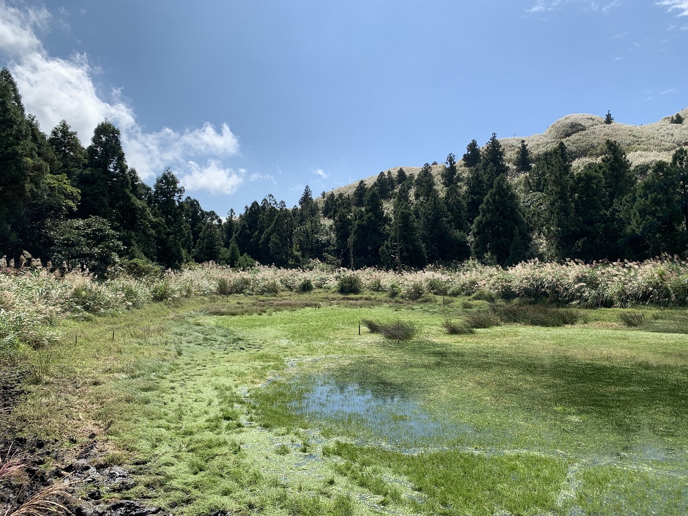 陽明山夢幻湖步道│國家級濕地秘境,新手步道親子友善 - 第17張圖