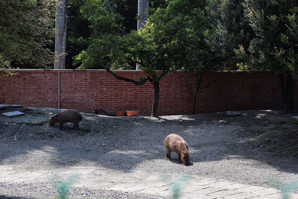 萬景藝苑x彎彎滑森樂園│小動物、室內樂園,彰化最划算200元景點 - 第20張圖