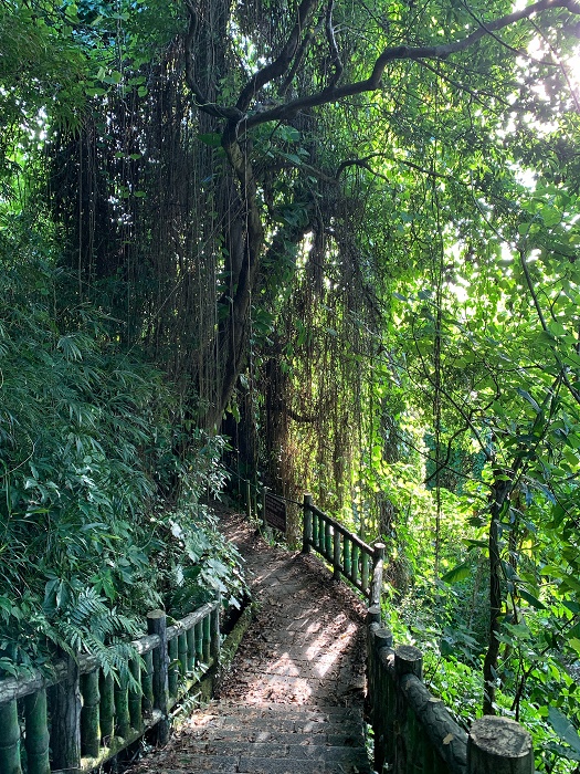 劍潭山步道│5大觀景台:北眼平台、森林方舟、老地方觀機平台全攻略 - 第6張圖