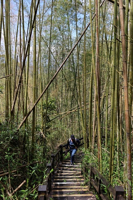石棹步道群│霧之道+霞之道,阿里山步道CP王,親子推薦 - 第10張圖 石棹步道群│霧之道+霞之道,阿里山步道CP王,親子推薦