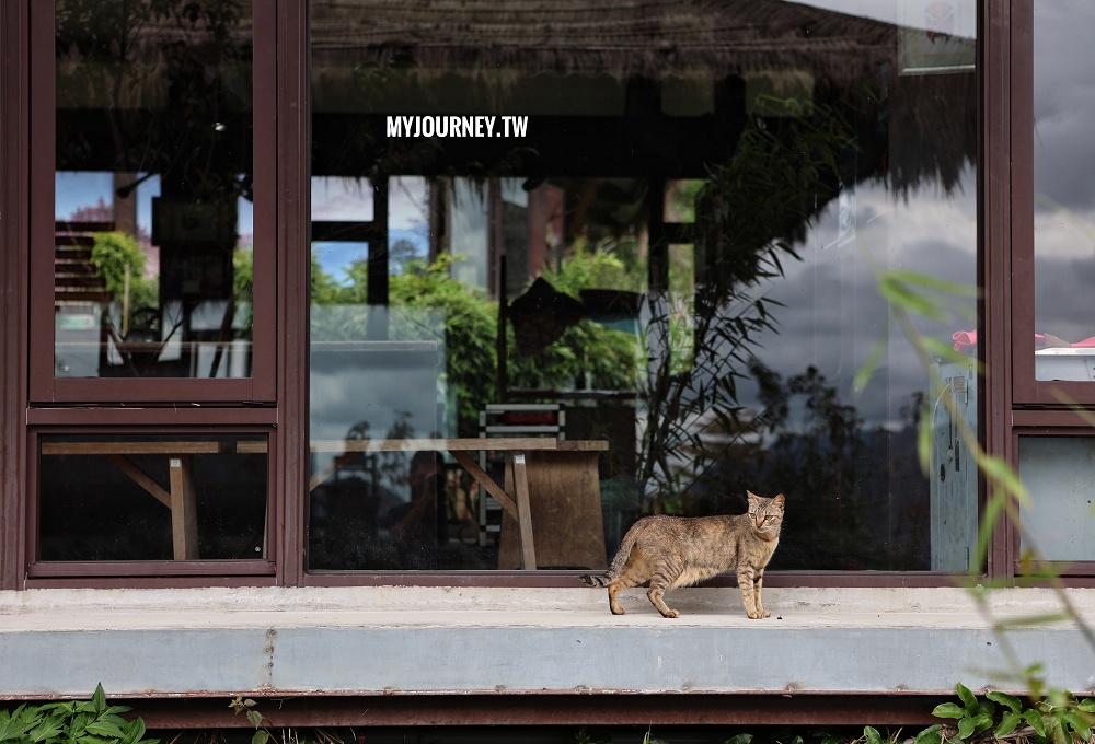 優遊吧斯│茶園美景、歌舞表演、門票抵換咖啡，阿里山必玩景點