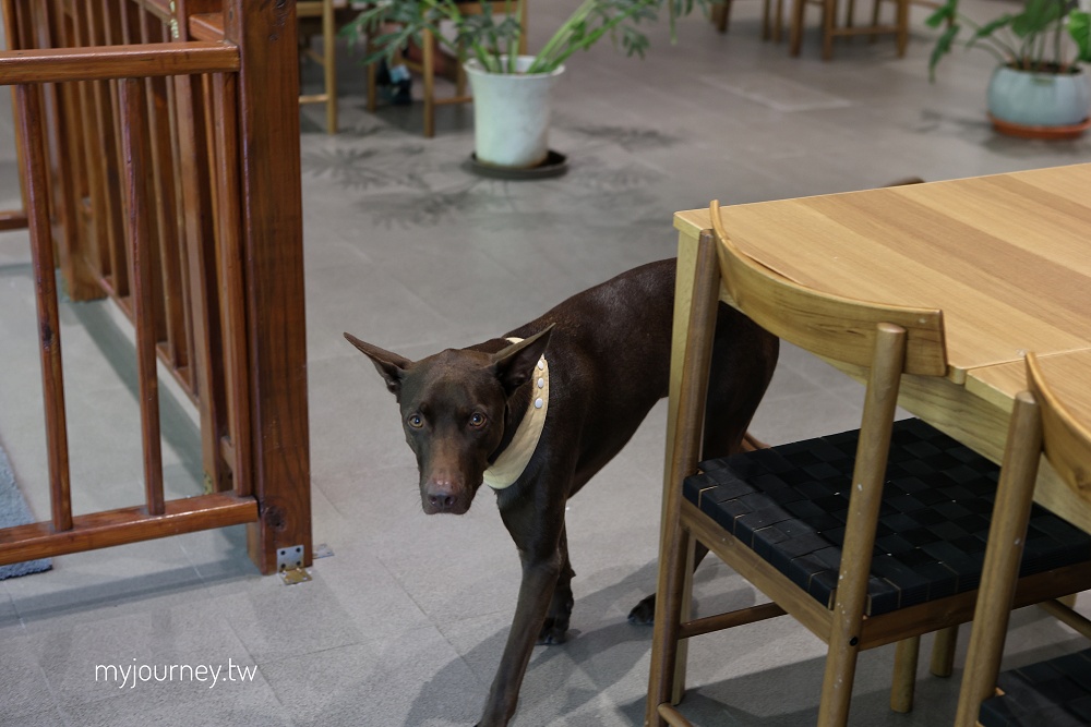 享日啡啡│水豚咖啡廳，貓咪店狗，爸媽放鬆親子友善的埔里新景點