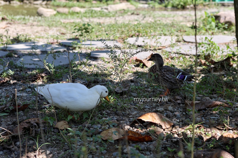 享日啡啡│水豚咖啡廳，貓咪店狗，爸媽放鬆親子友善的埔里新景點