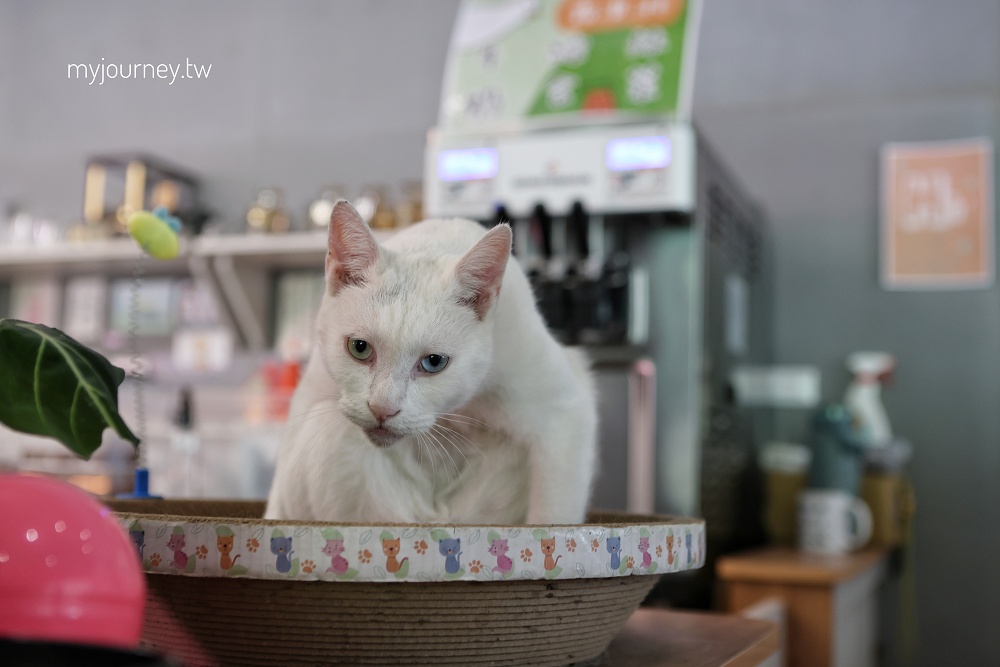 享日啡啡│水豚咖啡廳，貓咪店狗，爸媽放鬆親子友善的埔里新景點