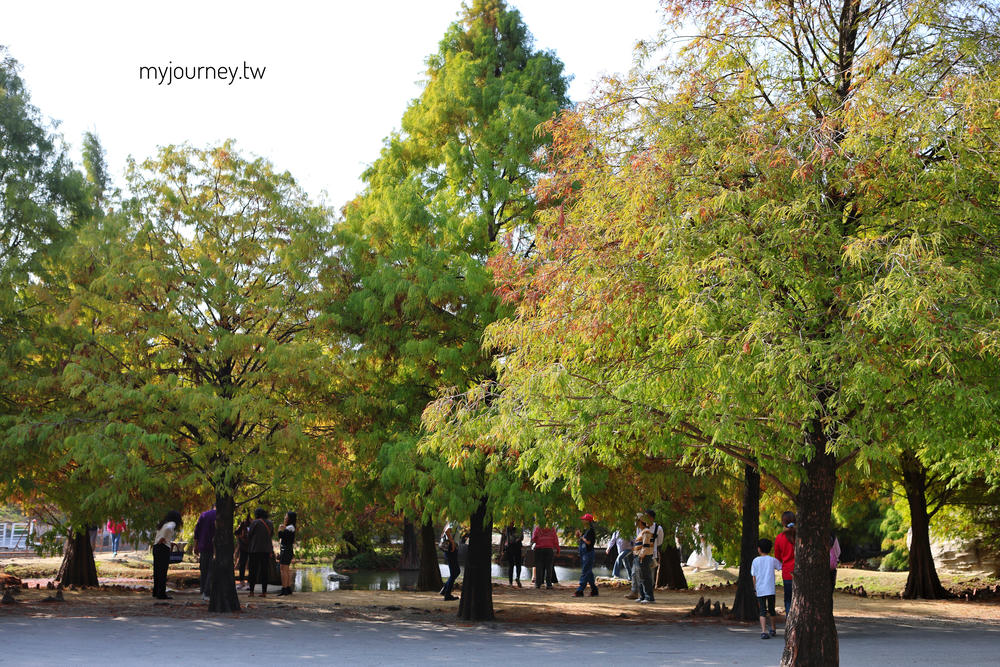 雲林落羽松景點｜青埔落羽松秘境，免門票，親子家庭輕鬆走拍