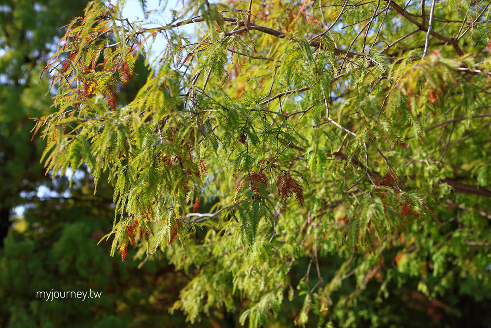 雲林落羽松景點｜青埔落羽松秘境，免門票，親子家庭輕鬆走拍