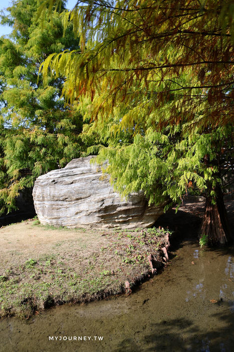 雲林落羽松景點｜青埔落羽松秘境，免門票，親子家庭輕鬆走拍