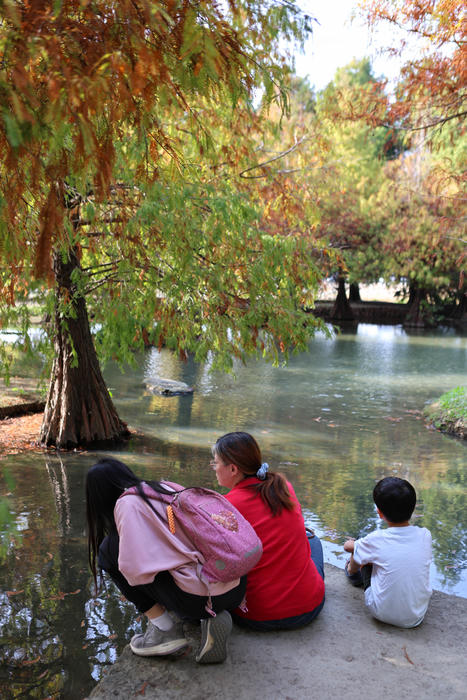 雲林落羽松景點｜青埔落羽松秘境，免門票，親子家庭輕鬆走拍