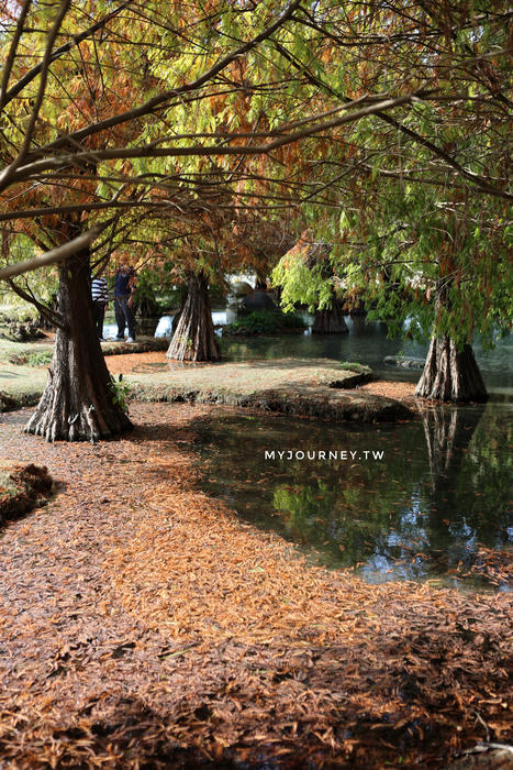 雲林落羽松景點｜青埔落羽松秘境，免門票，親子家庭輕鬆走拍