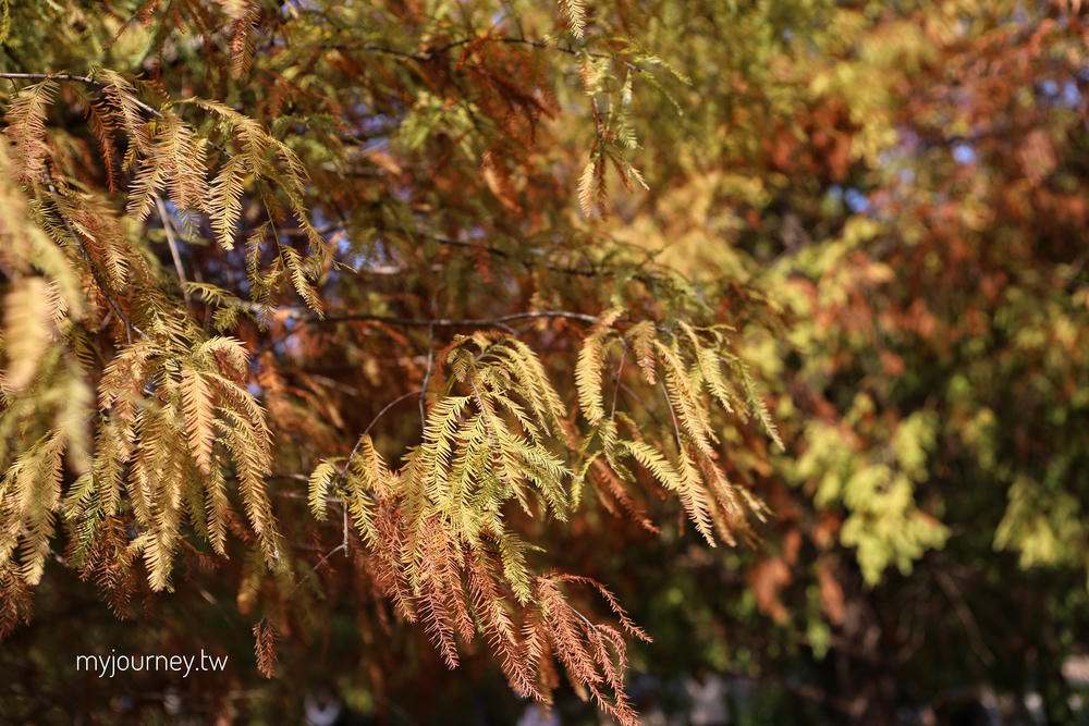 雲林落羽松景點｜青埔落羽松秘境，免門票，親子家庭輕鬆走拍