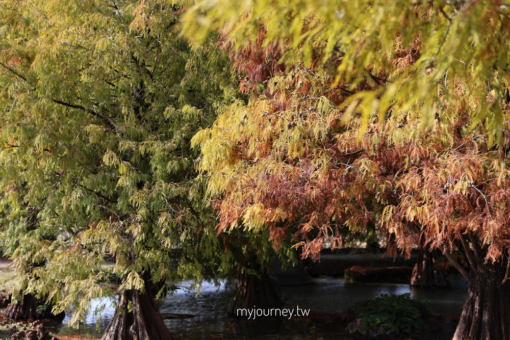 雲林落羽松景點｜青埔落羽松秘境，免門票，親子家庭輕鬆走拍