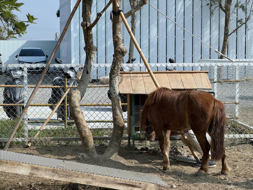 雲林虎珍堂森之院│免門票，日式庭院＋可愛動物區，必拍落羽松水上棧道