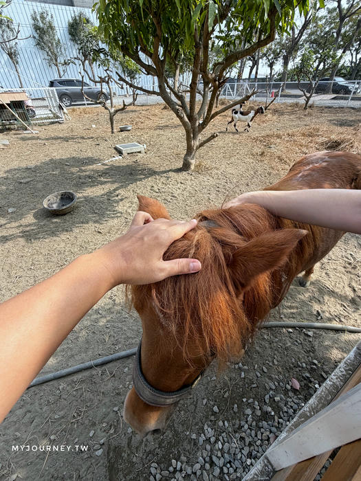 雲林虎珍堂森之院│免門票，日式庭院＋可愛動物區，必拍落羽松水上棧道