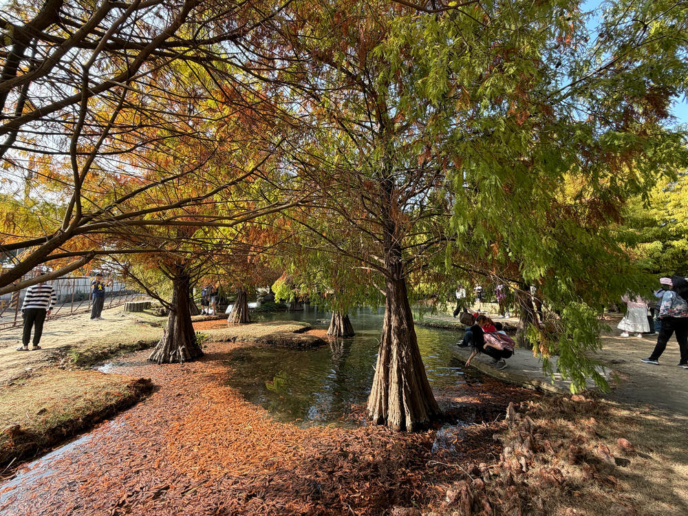 雲林落羽松景點｜青埔落羽松秘境，免門票，親子家庭輕鬆走拍