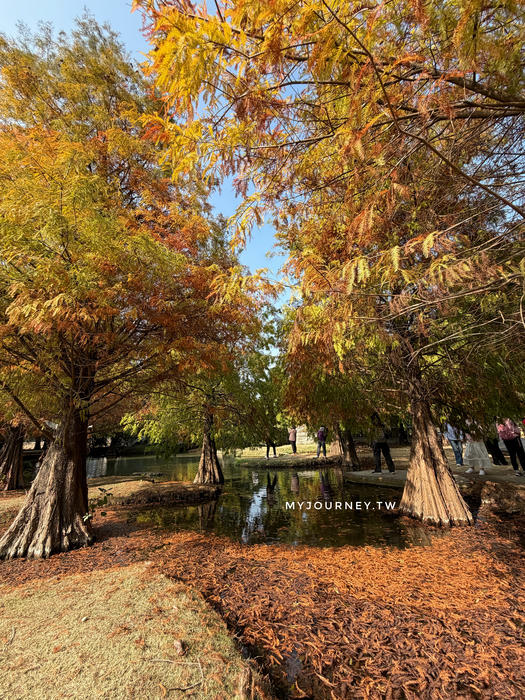 雲林落羽松景點｜青埔落羽松秘境，免門票，親子家庭輕鬆走拍