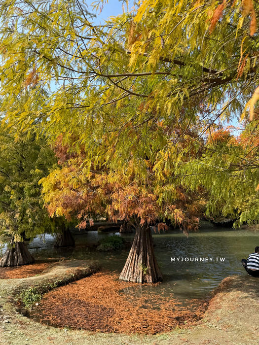 雲林落羽松景點｜青埔落羽松秘境，免門票，親子家庭輕鬆走拍