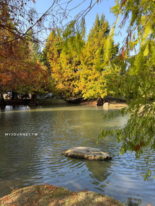 雲林落羽松景點｜青埔落羽松秘境，免門票，親子家庭輕鬆走拍