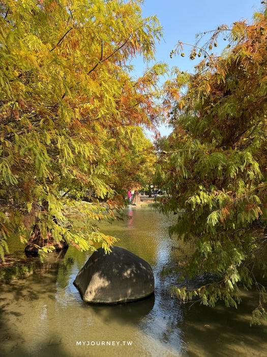 雲林落羽松景點｜青埔落羽松秘境，免門票，親子家庭輕鬆走拍