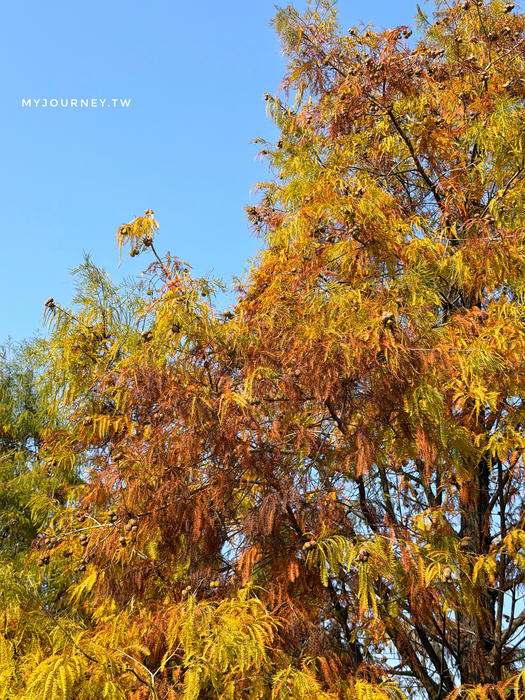 雲林落羽松景點｜青埔落羽松秘境，免門票，親子家庭輕鬆走拍