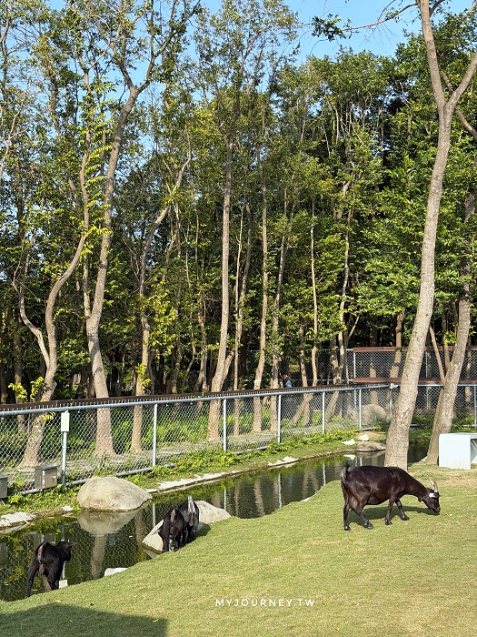 澄霖沉香味道森林館│水教堂、可愛動物，台版兼六園落羽松庭院