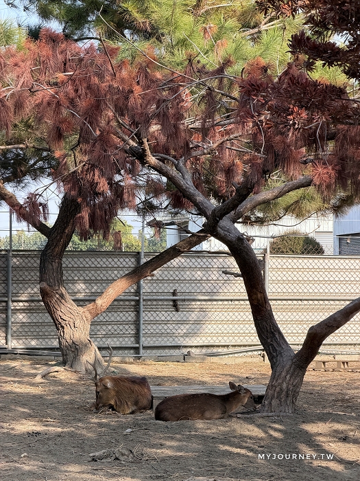 澄霖沉香味道森林館│水教堂、可愛動物，台版兼六園落羽松庭院