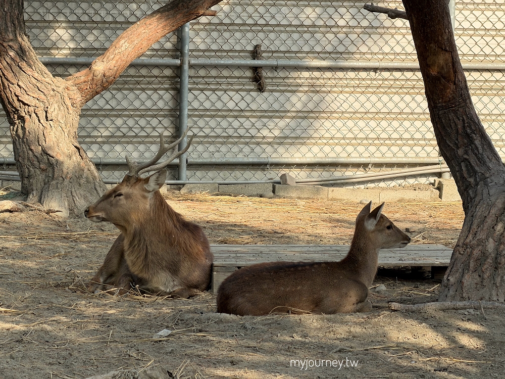 澄霖沉香味道森林館│水教堂、可愛動物，台版兼六園落羽松庭院