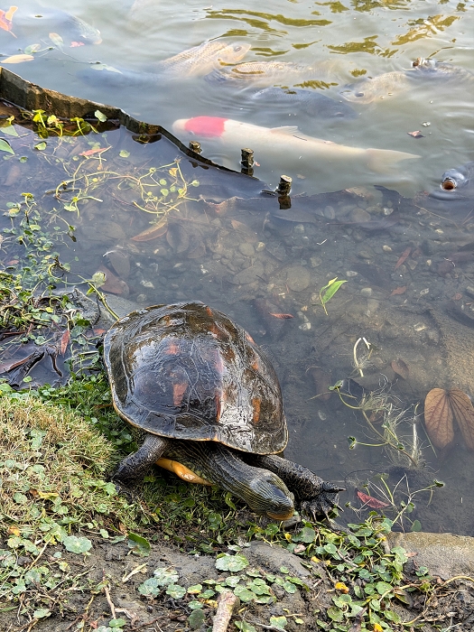澄霖沉香味道森林館│水教堂、可愛動物，台版兼六園落羽松庭院
