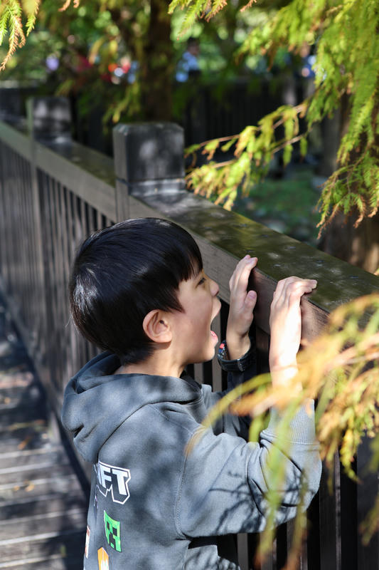 士林落羽松景點│原住民文化主題公園，免門票，故宮旁的天空之鏡