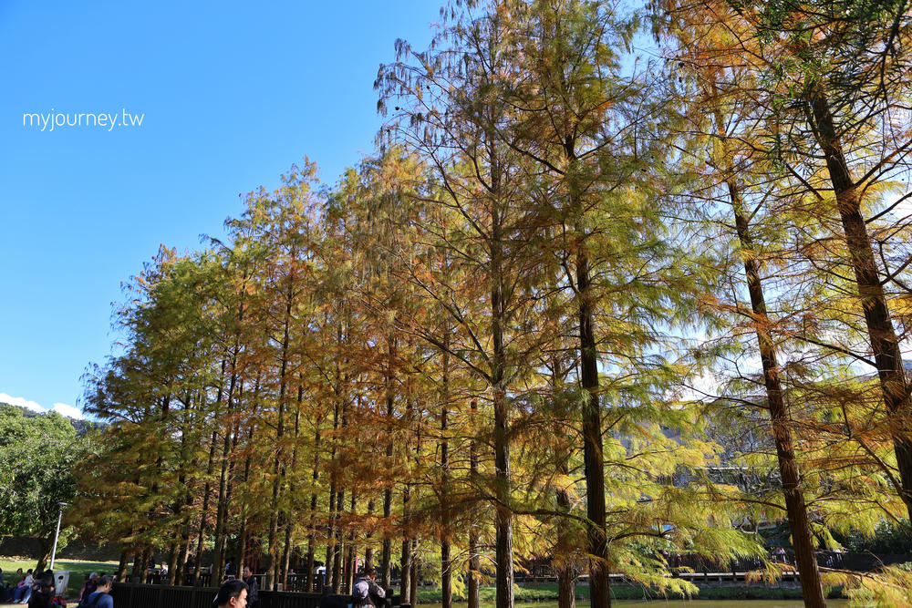 士林落羽松景點│原住民文化主題公園，免門票，故宮旁的天空之鏡