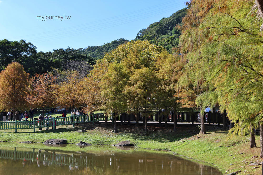 士林落羽松景點│原住民文化主題公園，免門票，故宮旁的天空之鏡