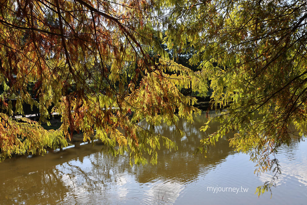 士林落羽松景點│原住民文化主題公園，免門票，故宮旁的天空之鏡