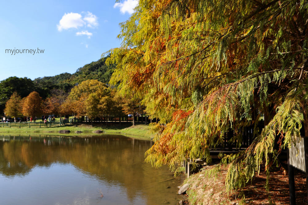 士林落羽松景點│原住民文化主題公園，免門票，故宮旁的天空之鏡