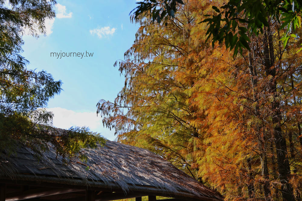 士林落羽松景點│原住民文化主題公園，免門票，故宮旁的天空之鏡