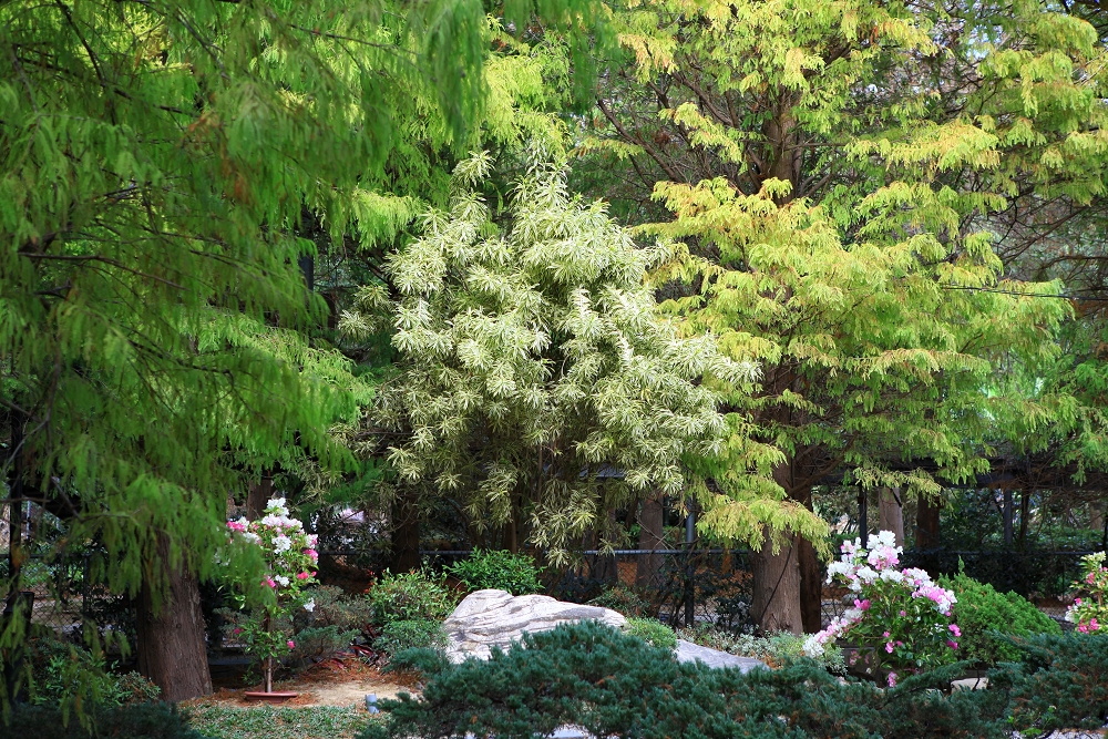 苗栗品園日式花園│頭份最美落羽松，孔雀鳥園，7000坪庭院免費參觀