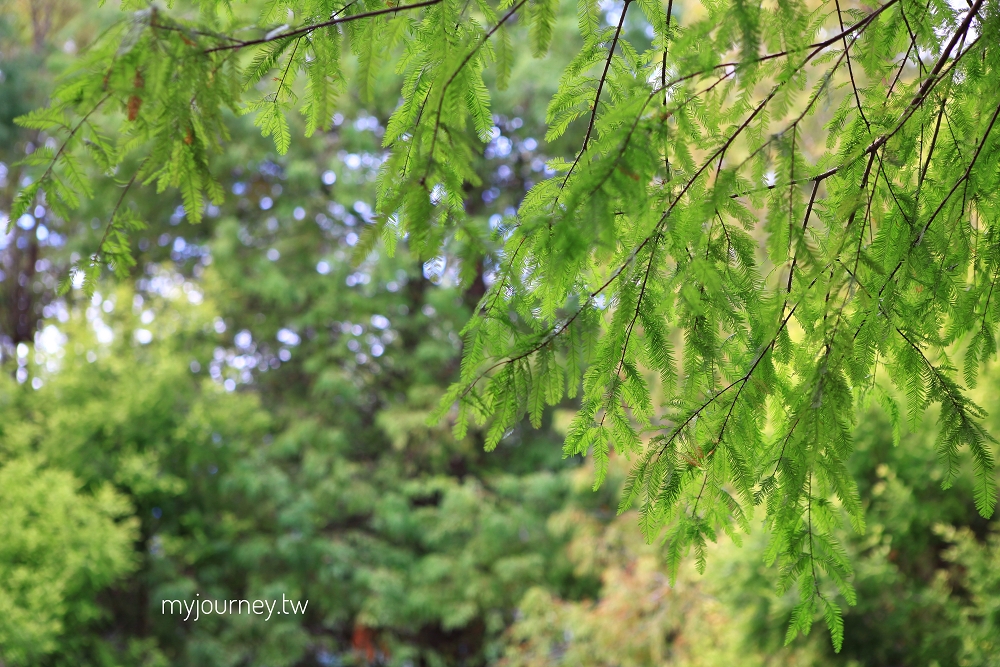 苗栗品園日式花園│頭份最美落羽松，孔雀鳥園，7000坪庭院免費參觀