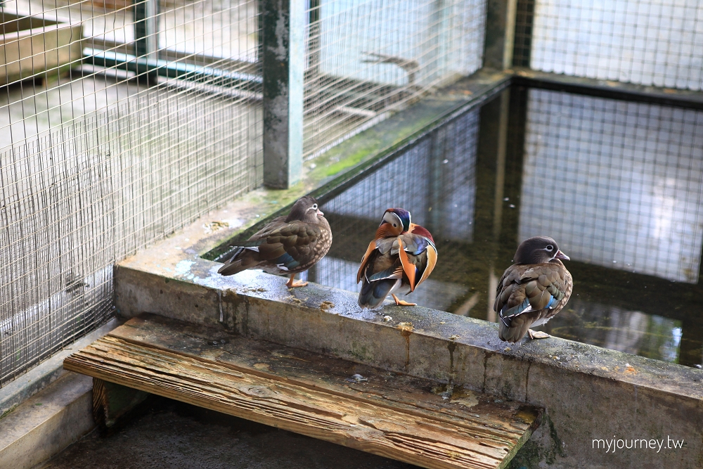 苗栗品園日式花園│頭份最美落羽松，孔雀鳥園，7000坪庭院免費參觀