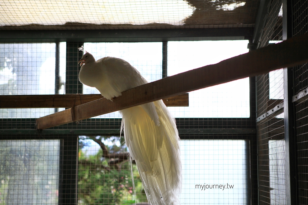 苗栗品園日式花園│頭份最美落羽松，孔雀鳥園，7000坪庭院免費參觀