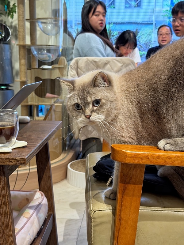 杯子裡的貓│捷運忠孝敦化站5分鐘,台北東區貓咪餐廳 - 第13張圖 杯子裡的貓│捷運忠孝敦化站5分鐘,台北東區貓咪餐廳