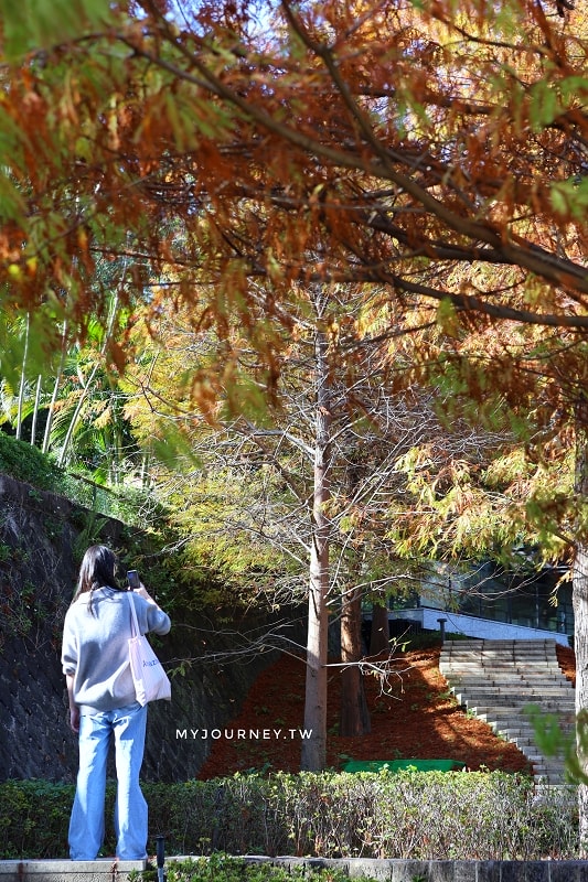 北投行天宮落羽松｜圖書館旁的緋紅庭園，落羽松貼臉，簡直韓劇場景
