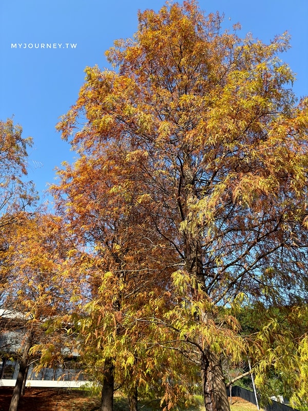 北投行天宮落羽松｜圖書館旁的緋紅庭園，落羽松貼臉，簡直韓劇場景