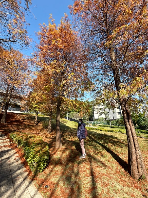北投行天宮落羽松｜圖書館旁的緋紅庭園，落羽松貼臉，簡直韓劇場景