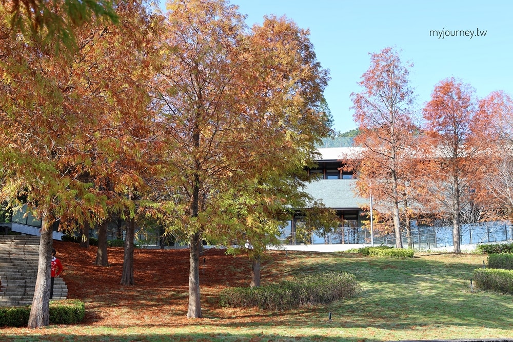 北投行天宮落羽松｜圖書館旁的緋紅庭園，落羽松貼臉，簡直韓劇場景