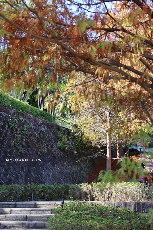 北投行天宮落羽松｜圖書館旁的緋紅庭園，落羽松貼臉，簡直韓劇場景