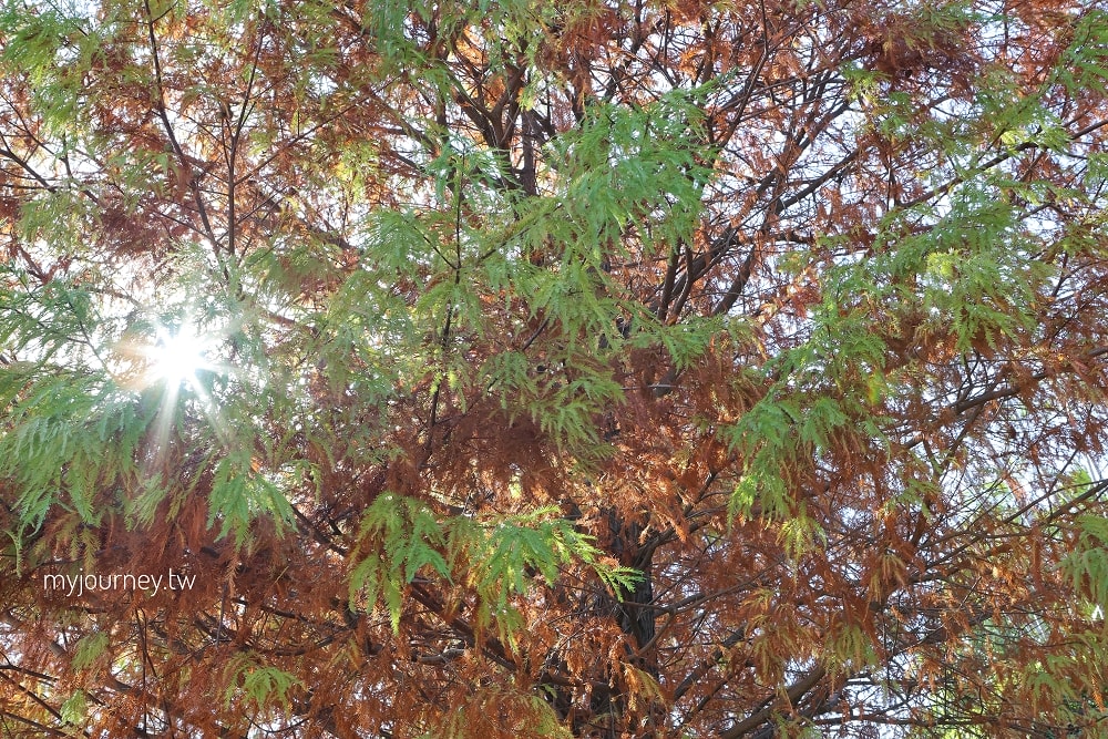 北投行天宮落羽松｜圖書館旁的緋紅庭園，落羽松貼臉，簡直韓劇場景