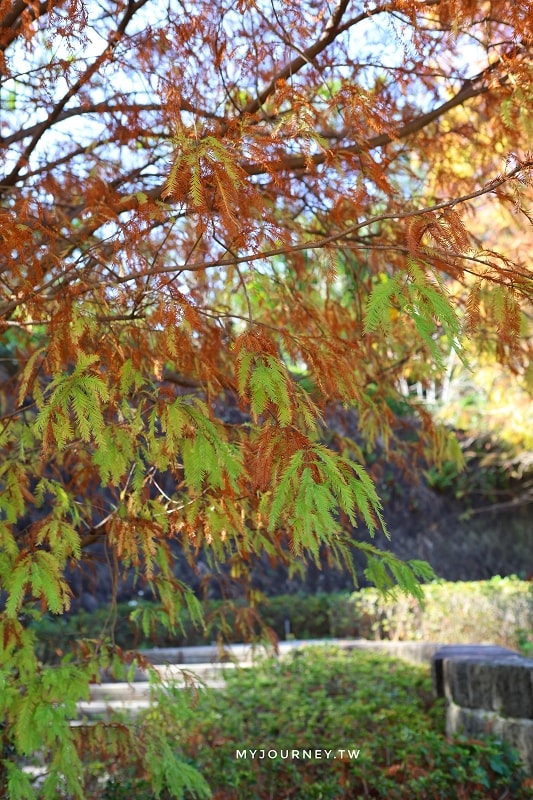 北投行天宮落羽松｜圖書館旁的緋紅庭園，落羽松貼臉，簡直韓劇場景